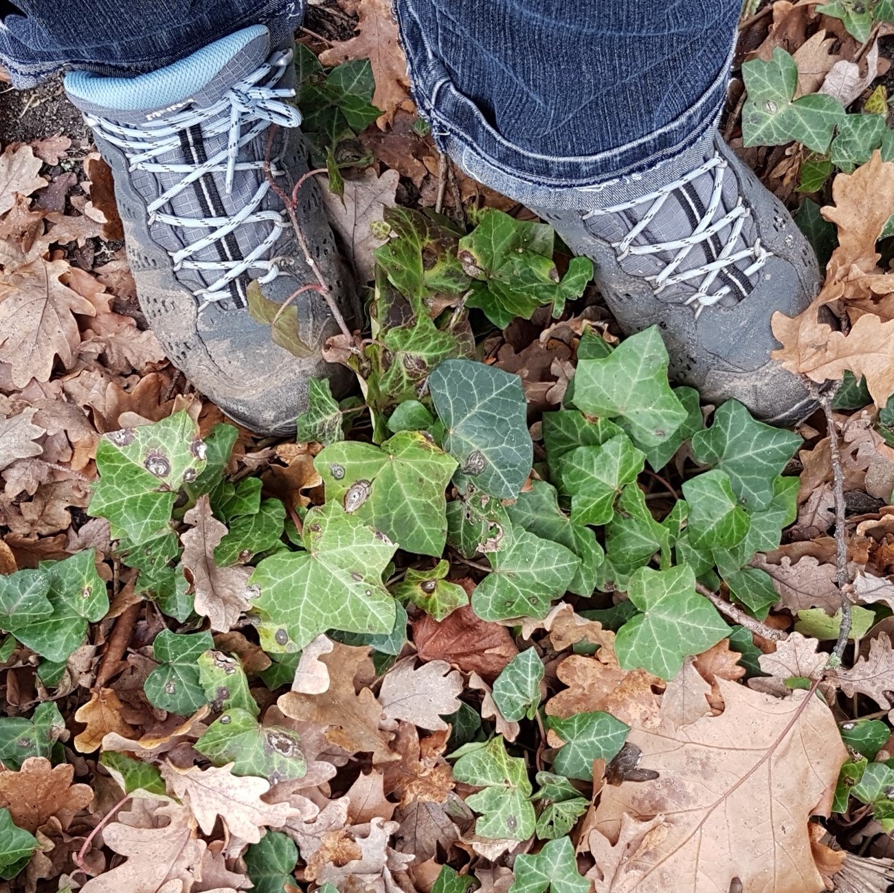 Bronkracht blog: Natuurcoaching zet je loopbaan in beweging !